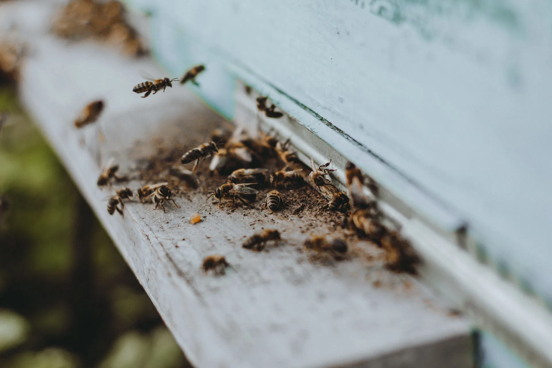 Commercial Pest Control Contracts
